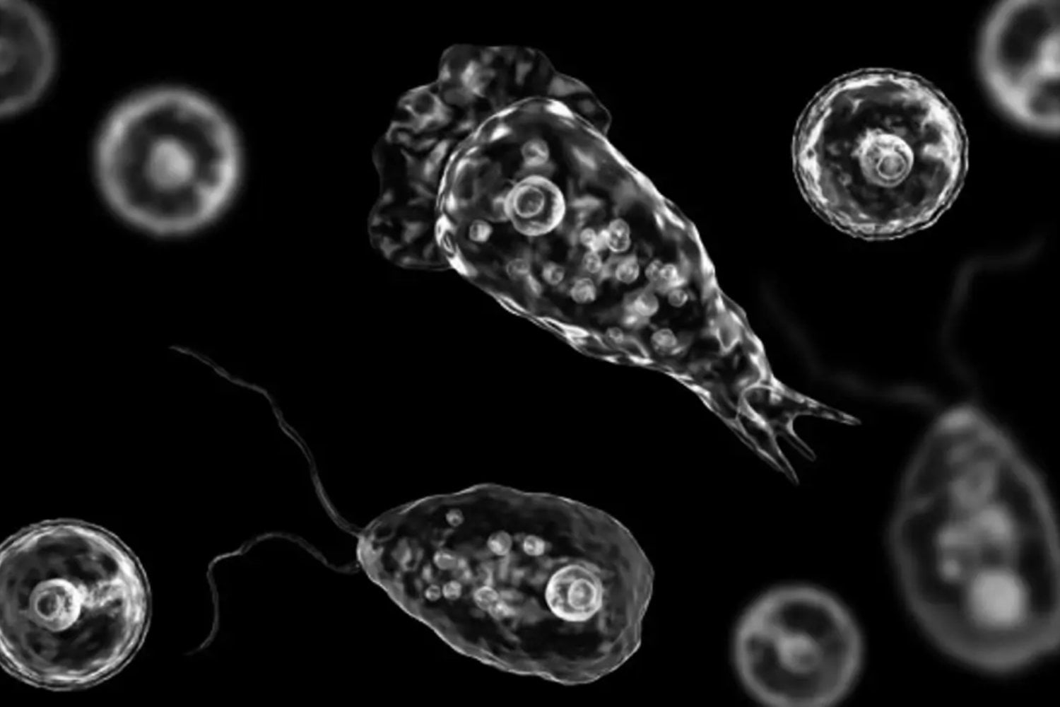 Durante años nadie entendió por qué la “ameba comecerebros” iba directo al cerebro. Un nuevo estudio apunta a una respuesta inquietante