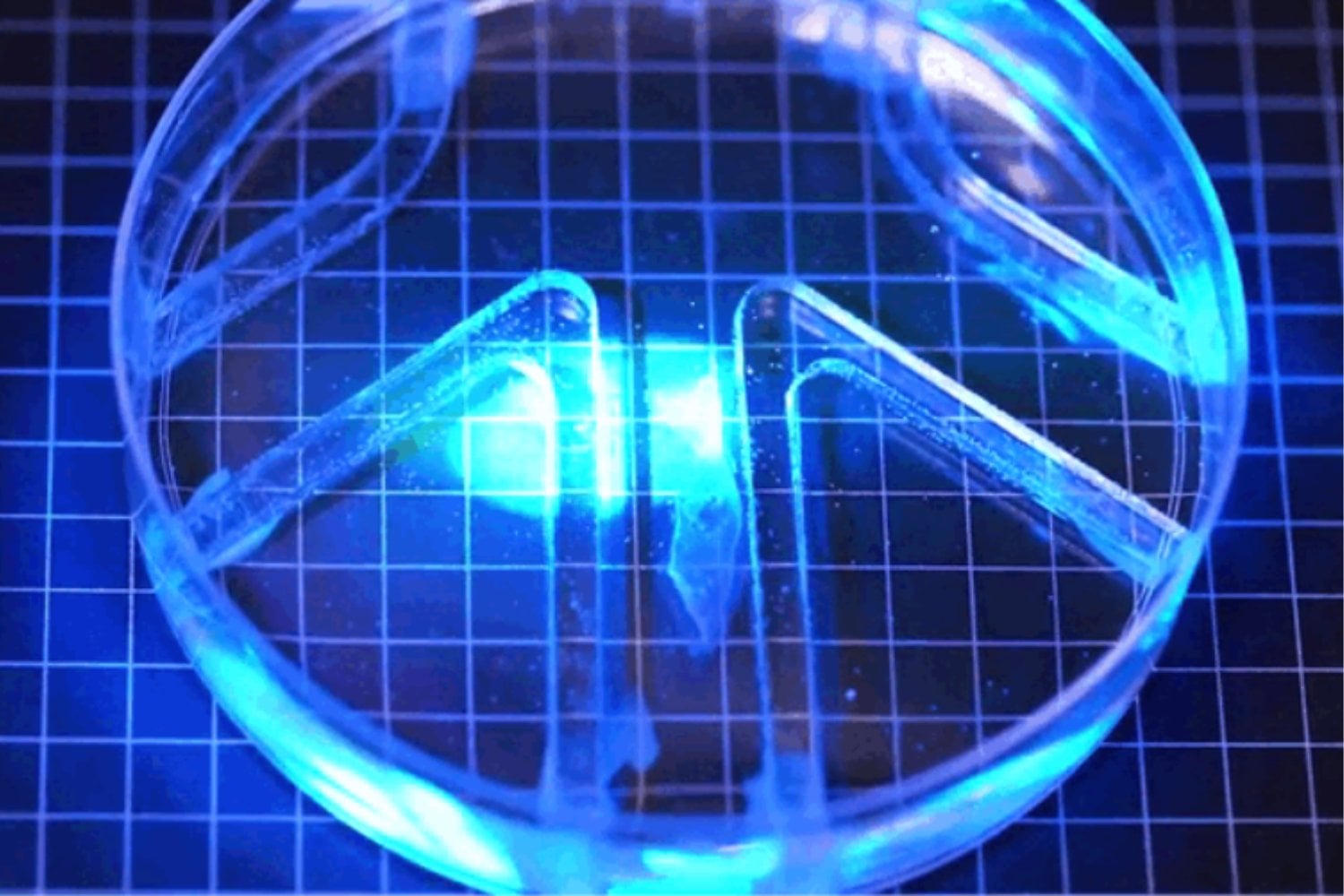 El MIT creó un robot que nada con músculos vivos más finos que un pelo. Para hacerlo girar, basta apuntarle con luz azul
