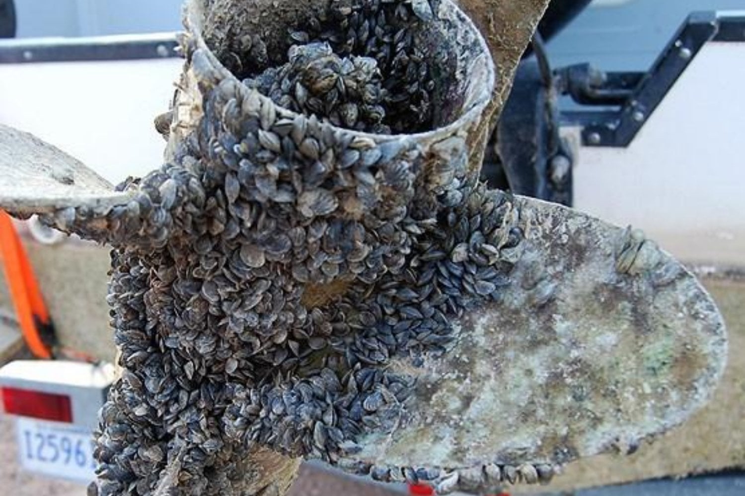 Un barco llegó a Estados Unidos en los años 80 y dejó escapar una especie invasora. Hoy cuesta más de 1.000 millones de dólares al año combatirla