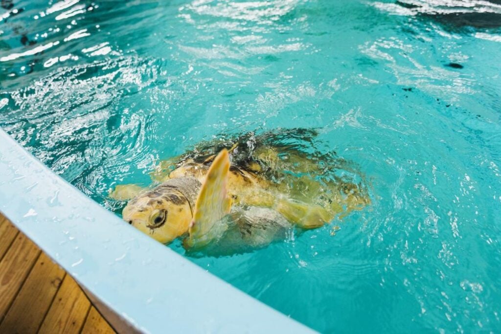 Una perra encontró una tortuga casi congelada en una playa de Gales. Tres años después, su rescate terminó en un viaje de 8.000 kilómetros