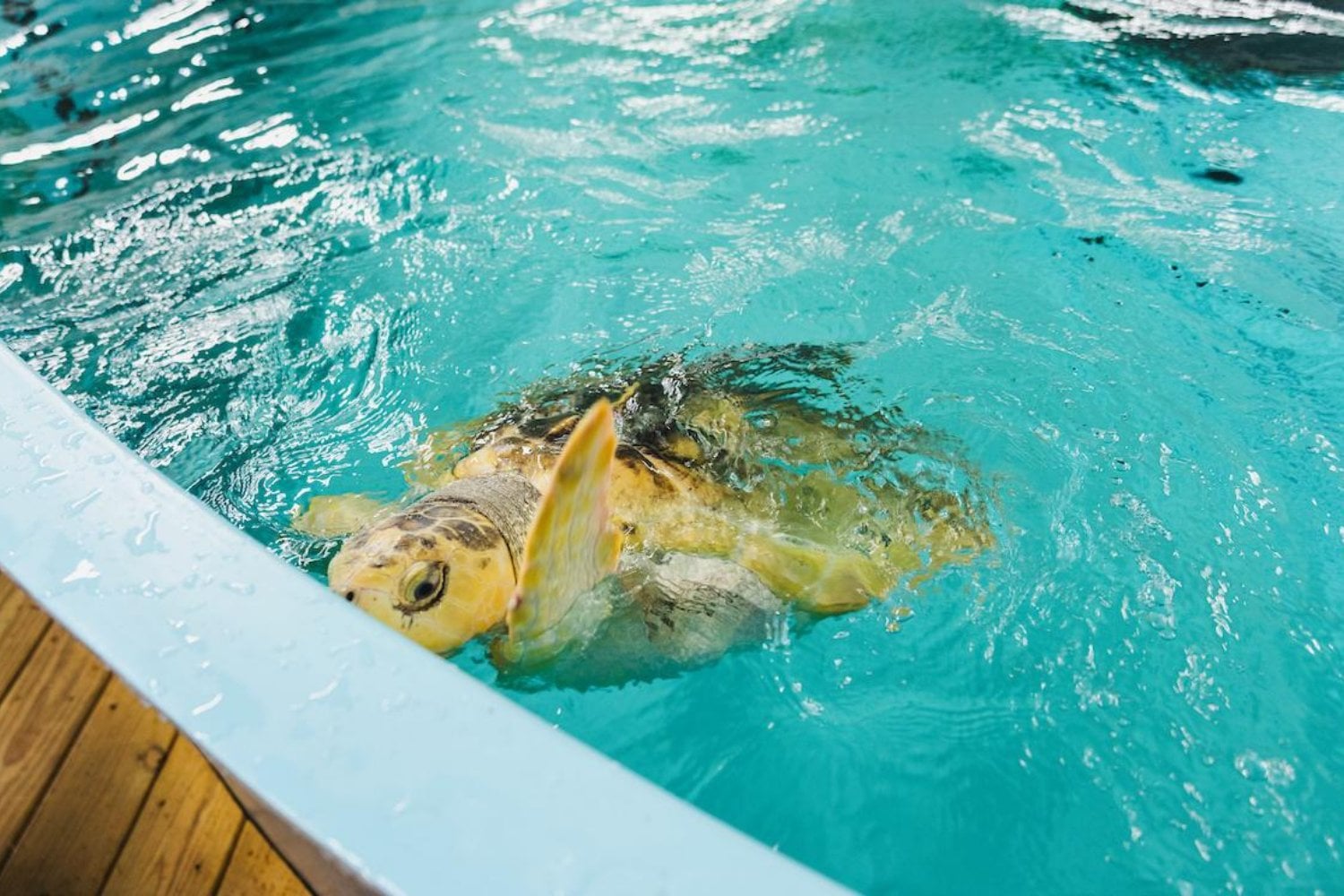 Una perra encontró una tortuga casi congelada en una playa de Gales. Tres años después, su rescate terminó en un viaje de 8.000 kilómetros