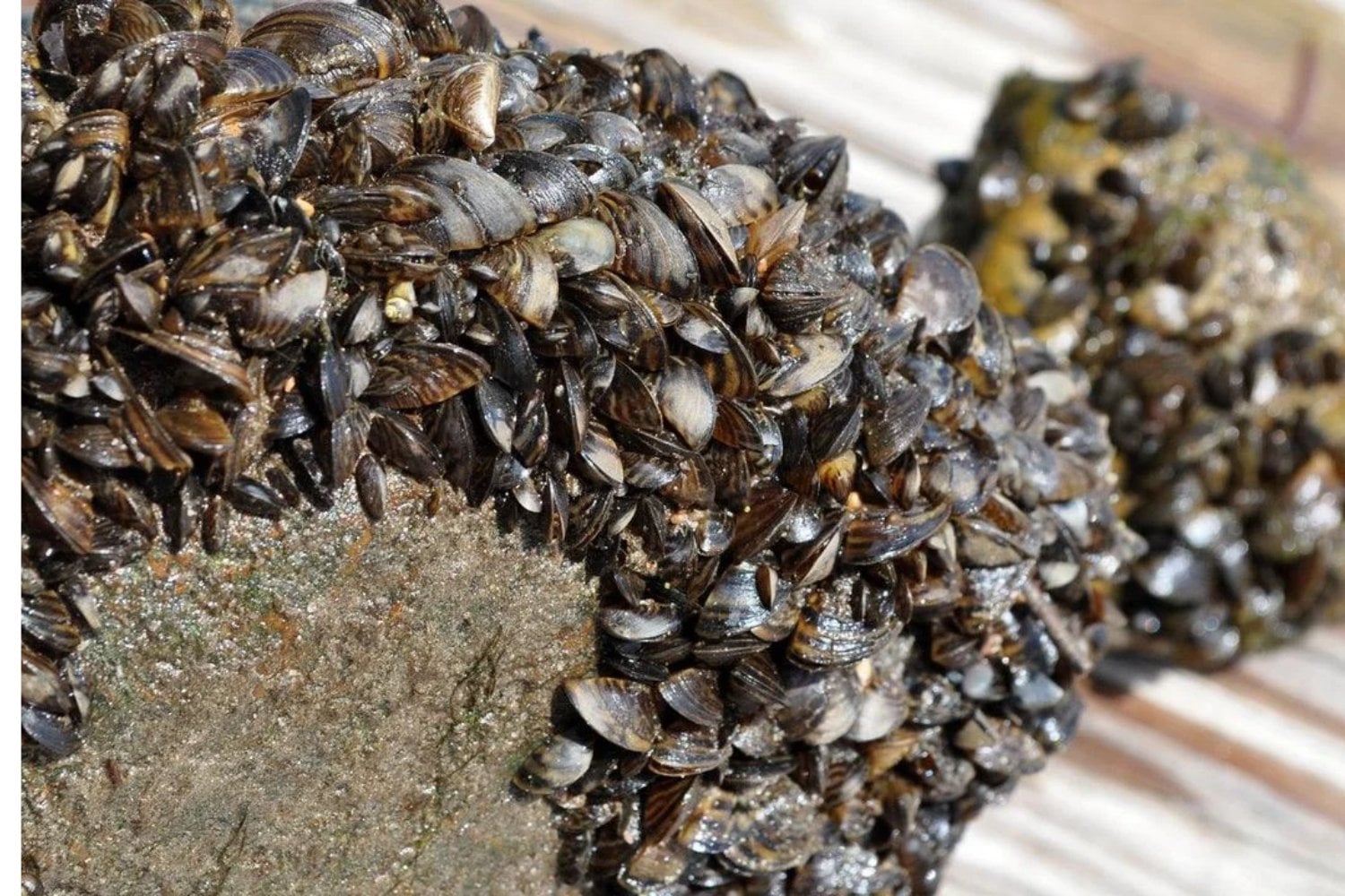 Un barco llegó a Estados Unidos en los años 80 y dejó escapar una especie invasora. Hoy cuesta más de 1.000 millones de dólares al año combatirla