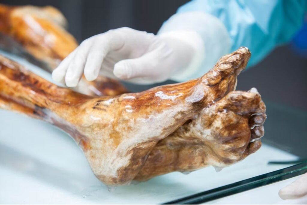 Ötzi lleva 5.300 años muerto y tres décadas congelado en un museo. Su cuerpo acaba de revelar que todavía es un ecosistema