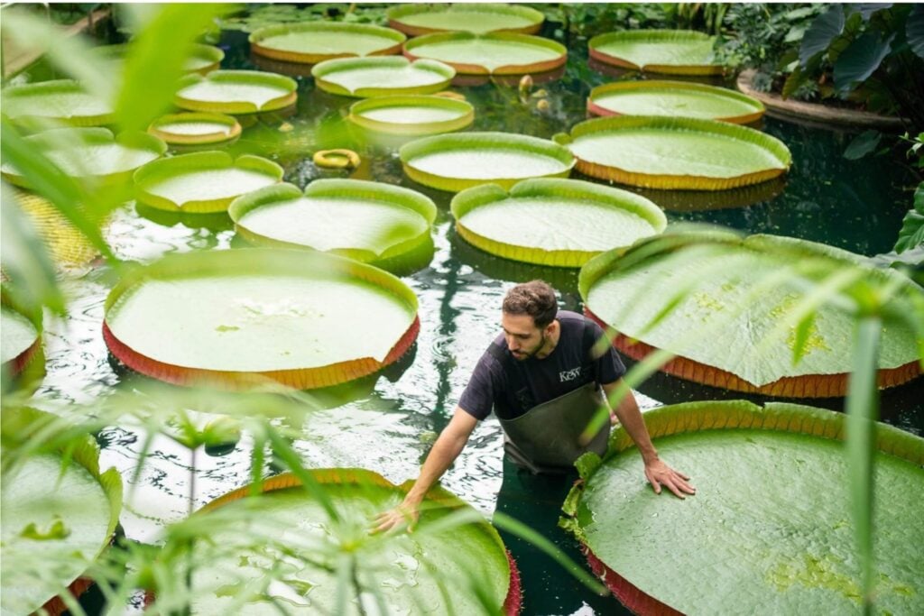 Una planta gigante llevaba años escondida en la selva de Colombia. Una foto de Instagram terminó revelando algo que hasta los satélites podían ver