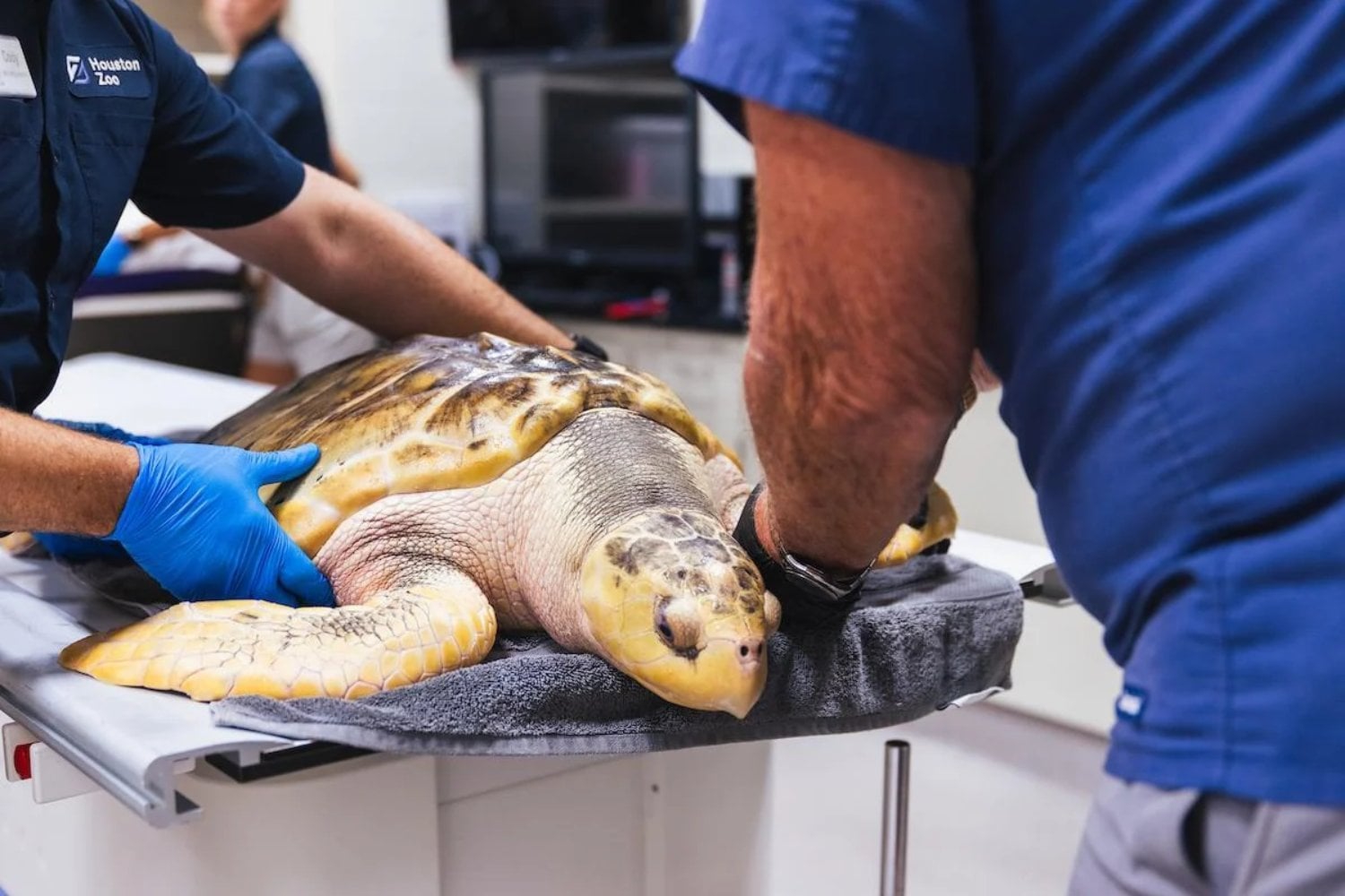 Una perra encontró una tortuga casi congelada en una playa de Gales. Tres años después, su rescate terminó en un viaje de 8.000 kilómetros
