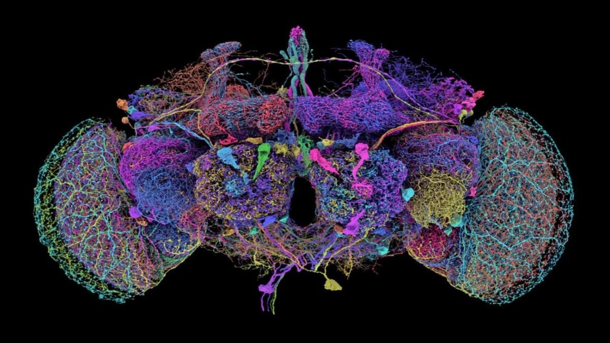 Protein Study in Aged Fruit Flies Links Memory Decline to Molecular Changes