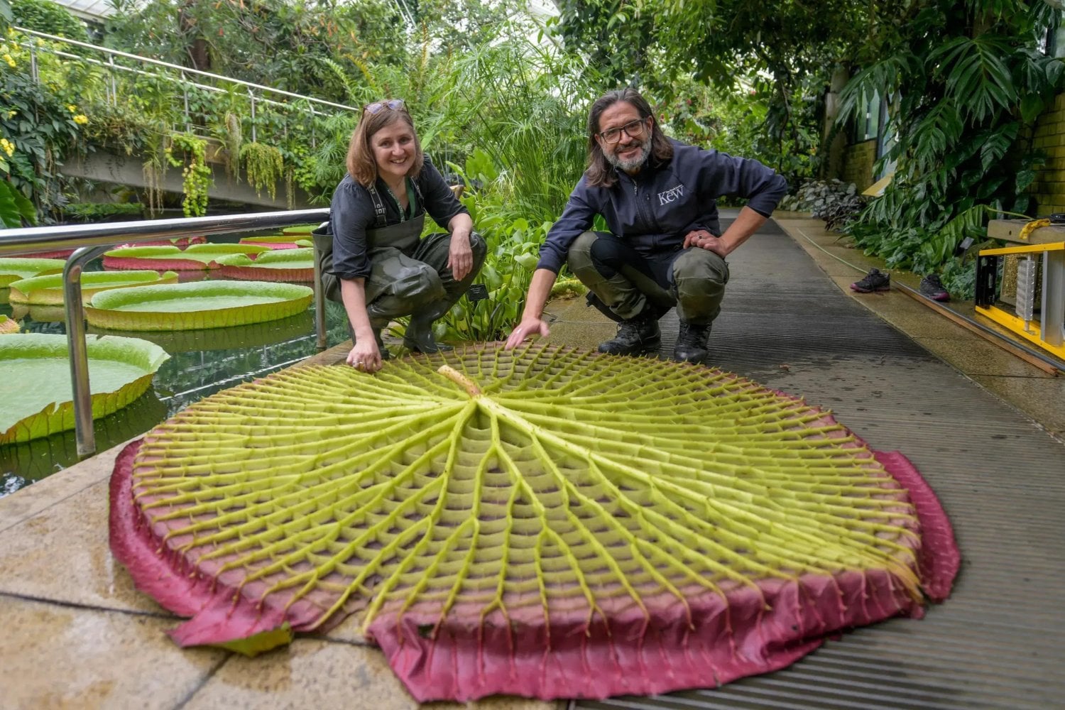 Una planta gigante llevaba años escondida en la selva de Colombia. Una foto de Instagram terminó revelando algo que hasta los satélites podían ver