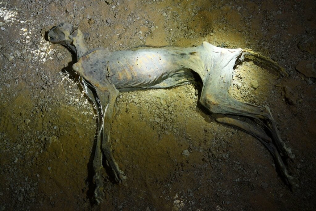 Entraron en unas cuevas del desierto buscando pequeños animales. Lo que encontraron llevaba miles de años oculto y podría devolver a la vida salvaje a un depredador desaparecido