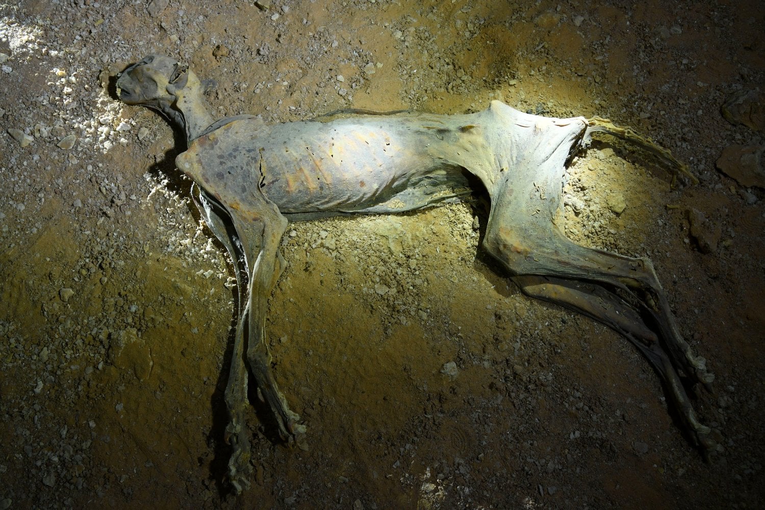Entraron en unas cuevas del desierto buscando pequeños animales. Lo que encontraron llevaba miles de años oculto y podría devolver a la vida salvaje a un depredador desaparecido