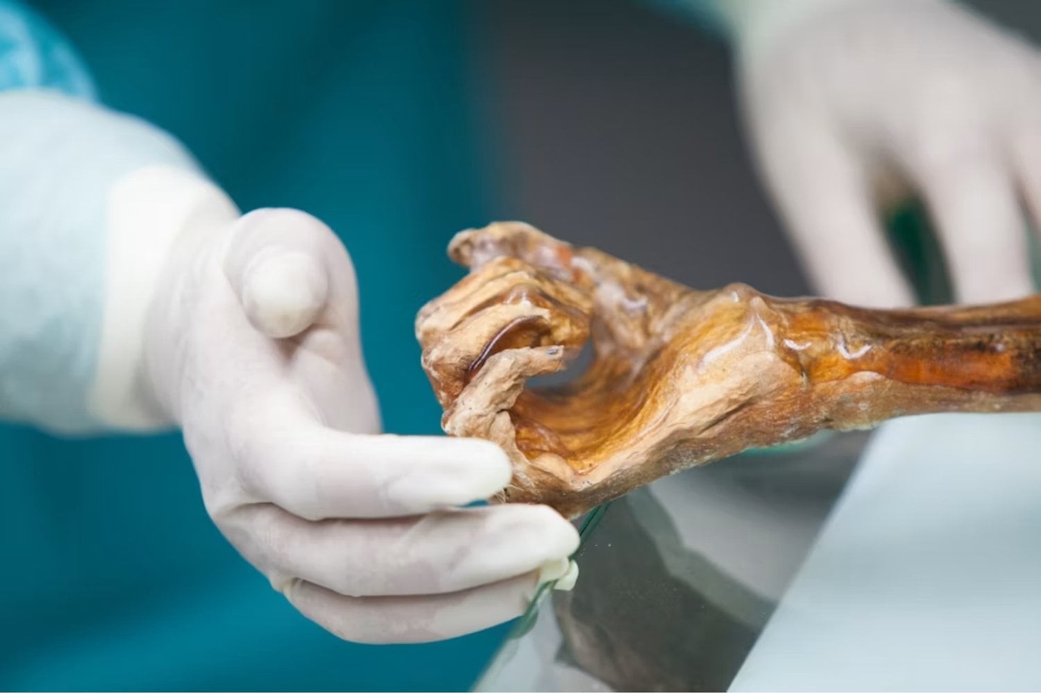 Ötzi lleva 5.300 años muerto y tres décadas congelado en un museo. Su cuerpo acaba de revelar que todavía es un ecosistema