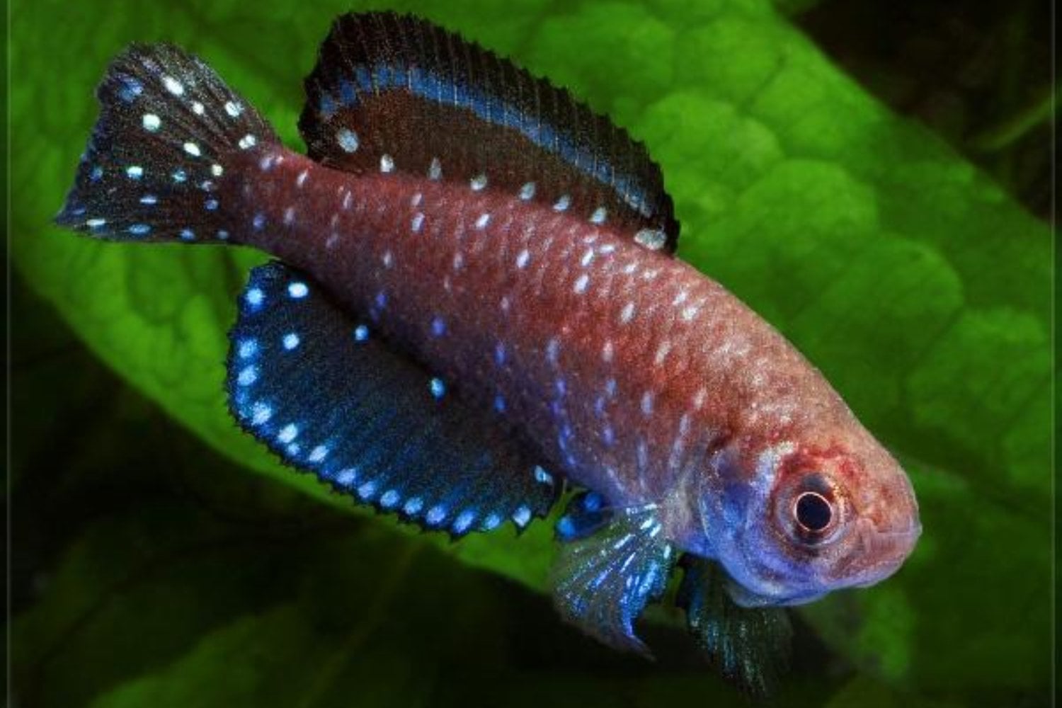 Científicos del CONICET descubrieron en Buenos Aires un parásito que nunca se había encontrado en peces. Su nombre es un inesperado homenaje a Star Trek