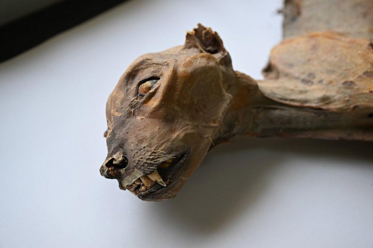 Entraron en unas cuevas del desierto buscando pequeños animales. Lo que encontraron llevaba miles de años oculto y podría devolver a la vida salvaje a un depredador desaparecido