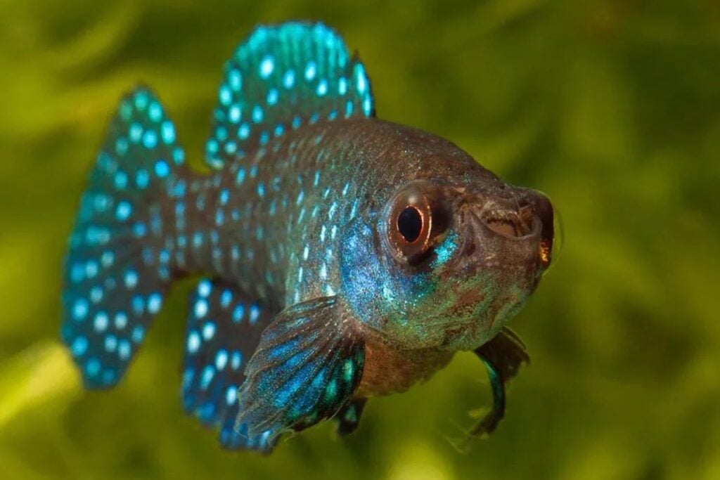 Científicos del CONICET descubrieron en Buenos Aires un parásito que nunca se había encontrado en peces. Su nombre es un inesperado homenaje a Star Trek
