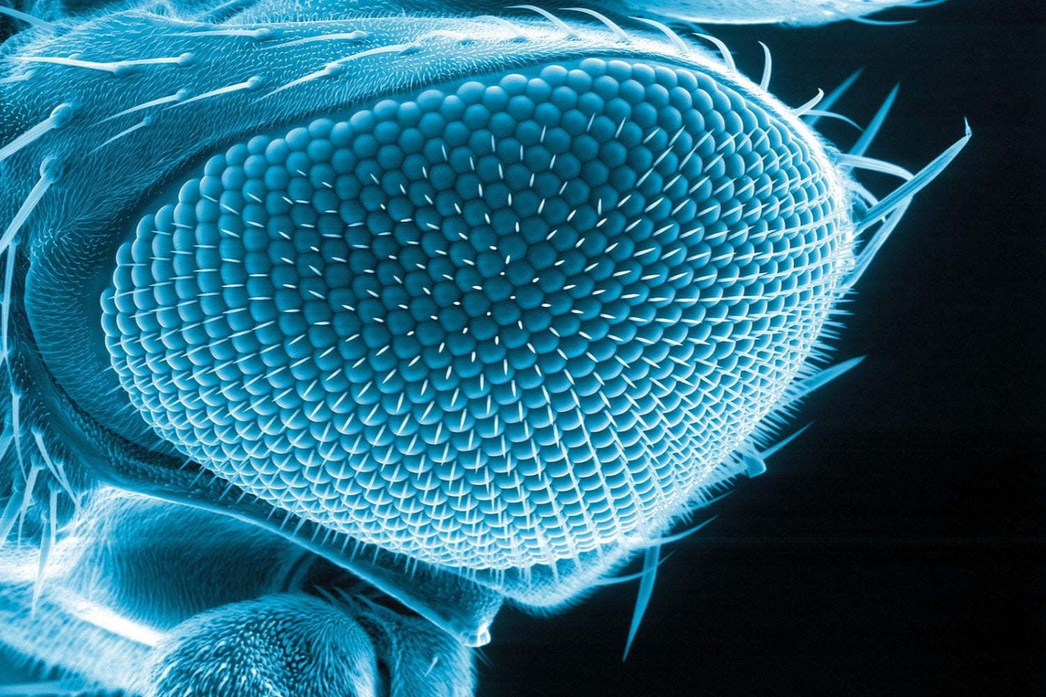Los científicos lograron que una mosca desarrollara ojos de mariposa. Lo que ocurrió después en su cerebro los dejó sorprendidos