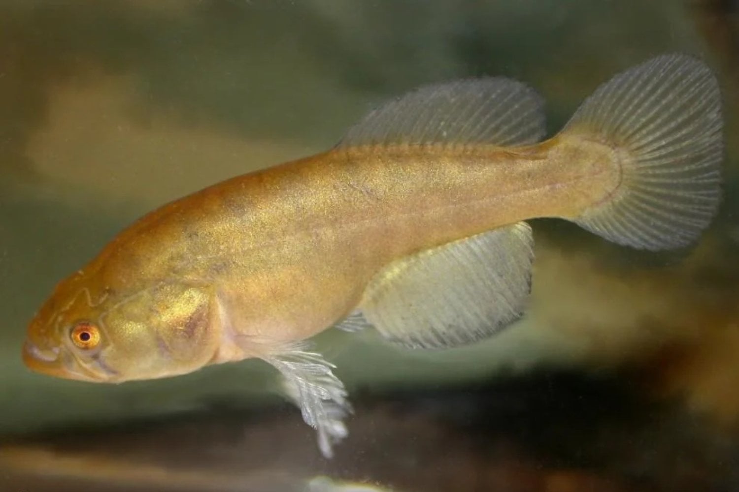Científicos del CONICET descubrieron en Buenos Aires un parásito que nunca se había encontrado en peces. Su nombre es un inesperado homenaje a Star Trek