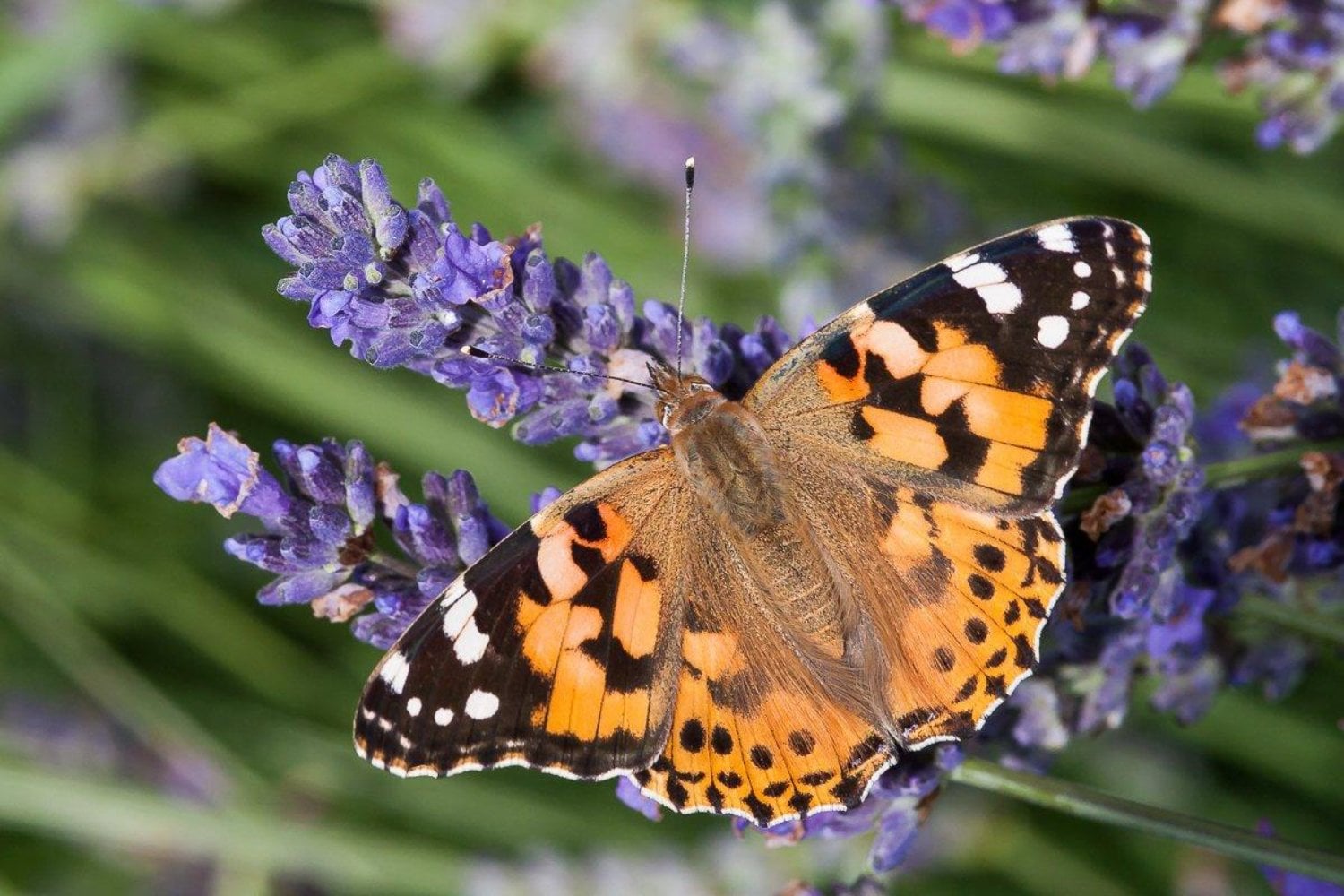 Los científicos lograron que una mosca desarrollara ojos de mariposa. Lo que ocurrió después en su cerebro los dejó sorprendidos