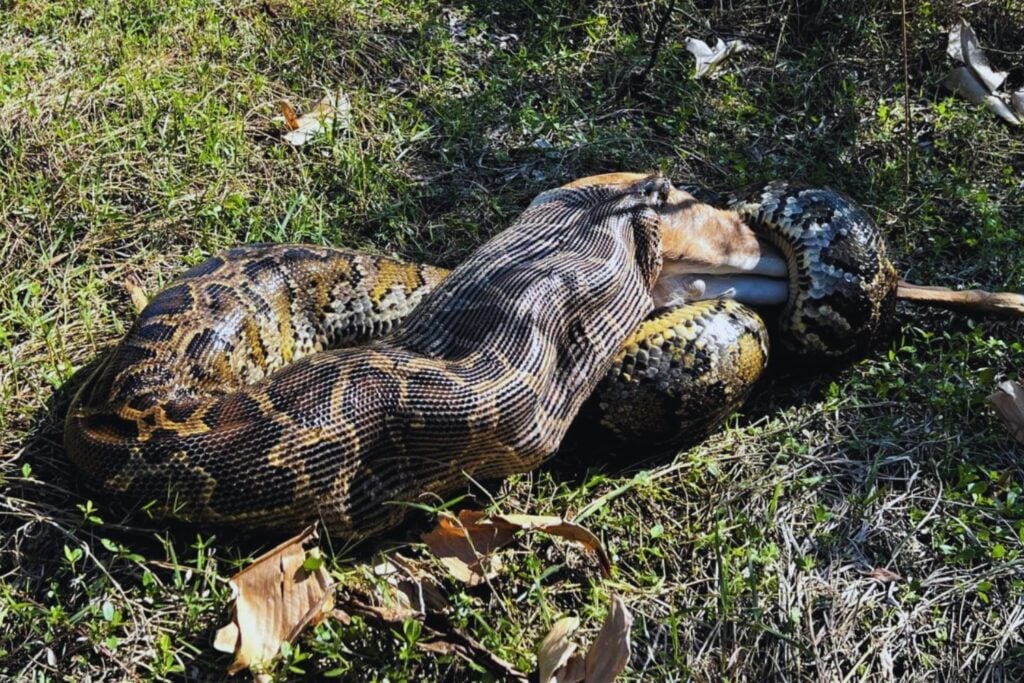 Florida lleva años perdiendo contra una serpiente imposible de encontrar. Ahora quiere darle la vuelta al juego con conejos de peluche