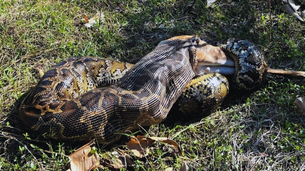 Florida biologists deploy robotic plush rabbits against pythons