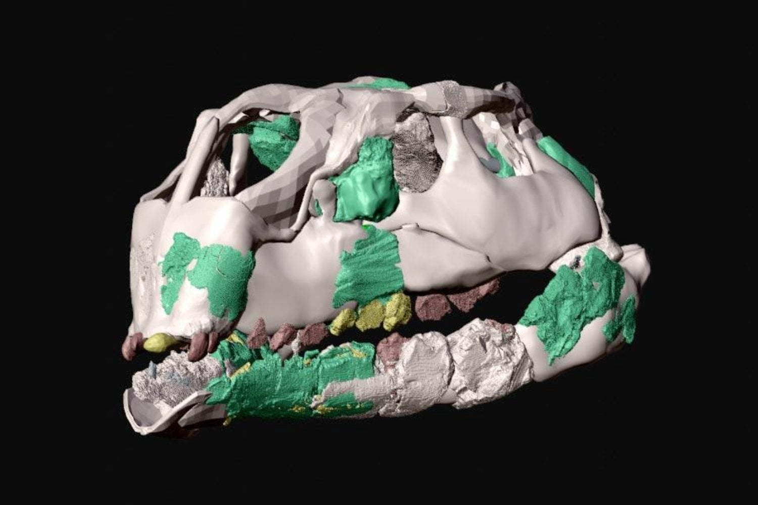 En España encontraron un dinosaurio del tamaño de un pollo que vivió hace 120 millones de años. Lo que descubrieron en su cráneo dejó perplejos a los científicos y está cambiando radicalmente lo que sabíamos de la evolución