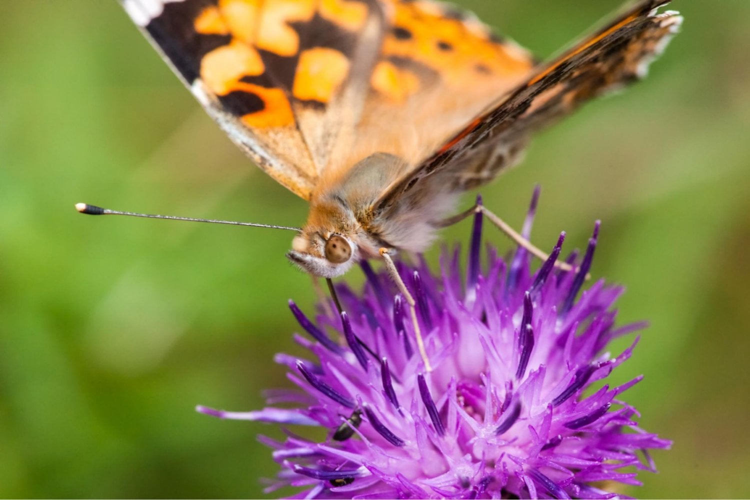 Los científicos lograron que una mosca desarrollara ojos de mariposa. Lo que ocurrió después en su cerebro los dejó sorprendidos
