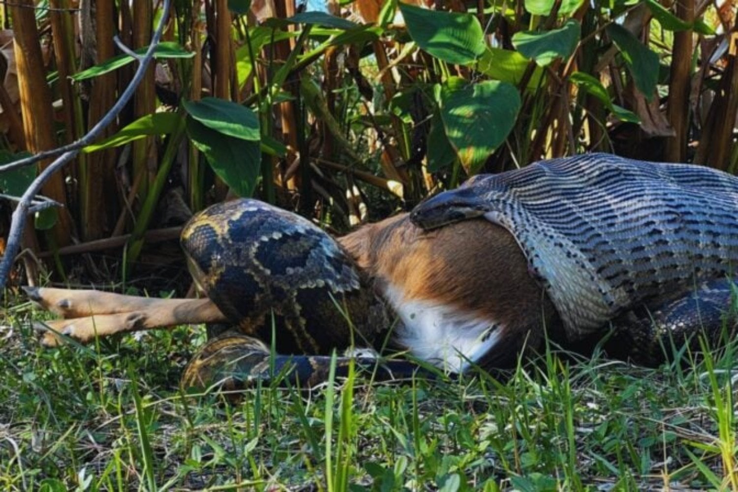 Florida lleva años perdiendo contra una serpiente imposible de encontrar. Ahora quiere darle la vuelta al juego con conejos de peluche