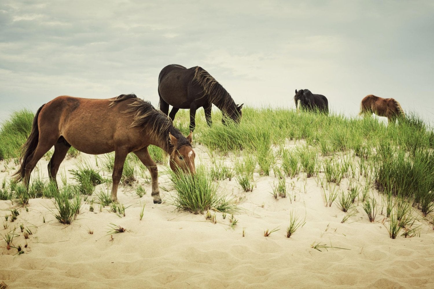 En medio del Atlántico hay una isla de niebla y caballos salvajes que parece sacada de una novela. En 1971, una estudiante llegó para dibujarlos y encontró algo que cambiaría su vida para siempre