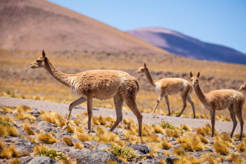 Durante siglos, miles de personas atravesaron los Andes sin dejar grandes ciudades. Los satélites acaban de descubrir qué estaban haciendo entre las montañas