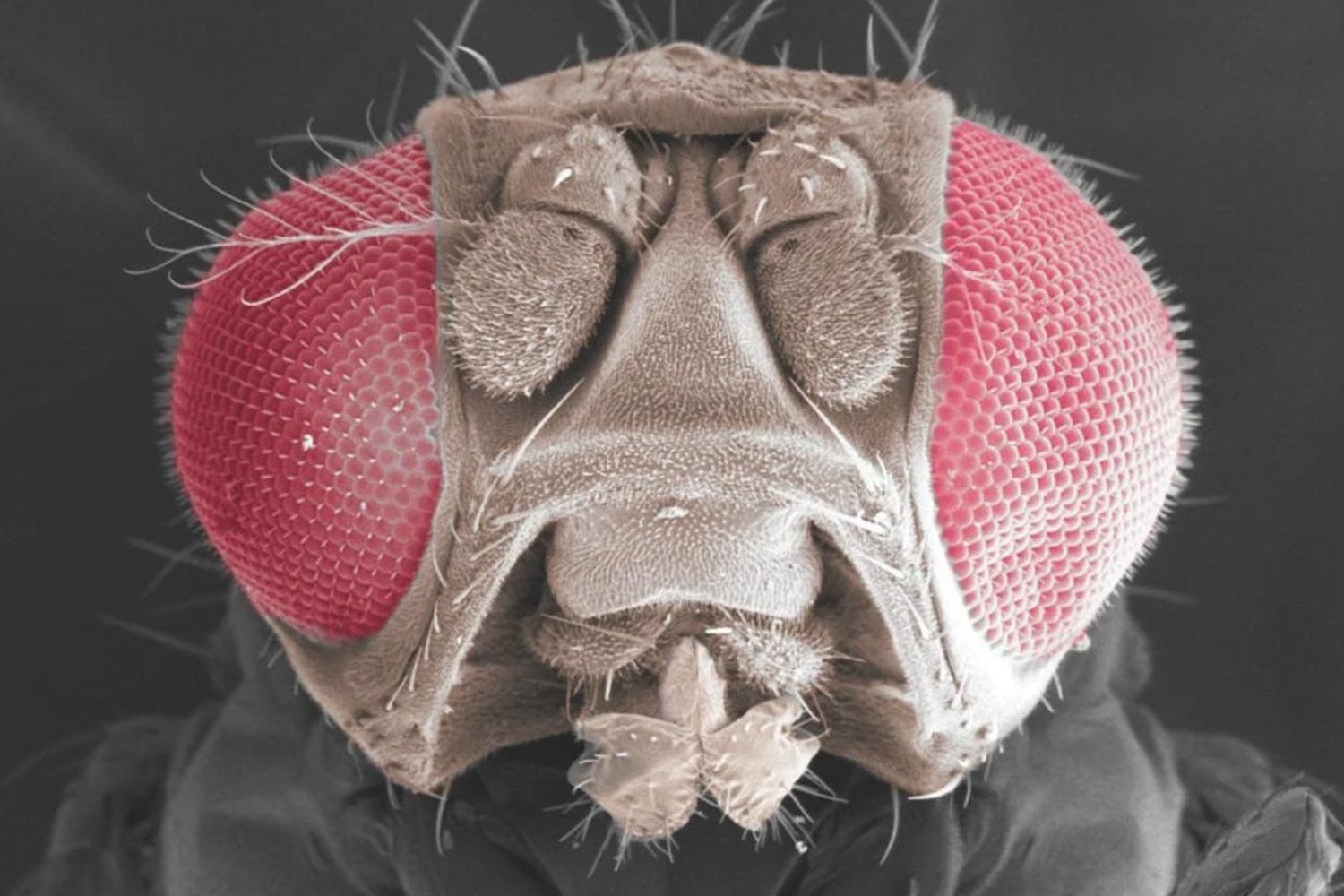 Los científicos lograron que una mosca desarrollara ojos de mariposa. Lo que ocurrió después en su cerebro los dejó sorprendidos