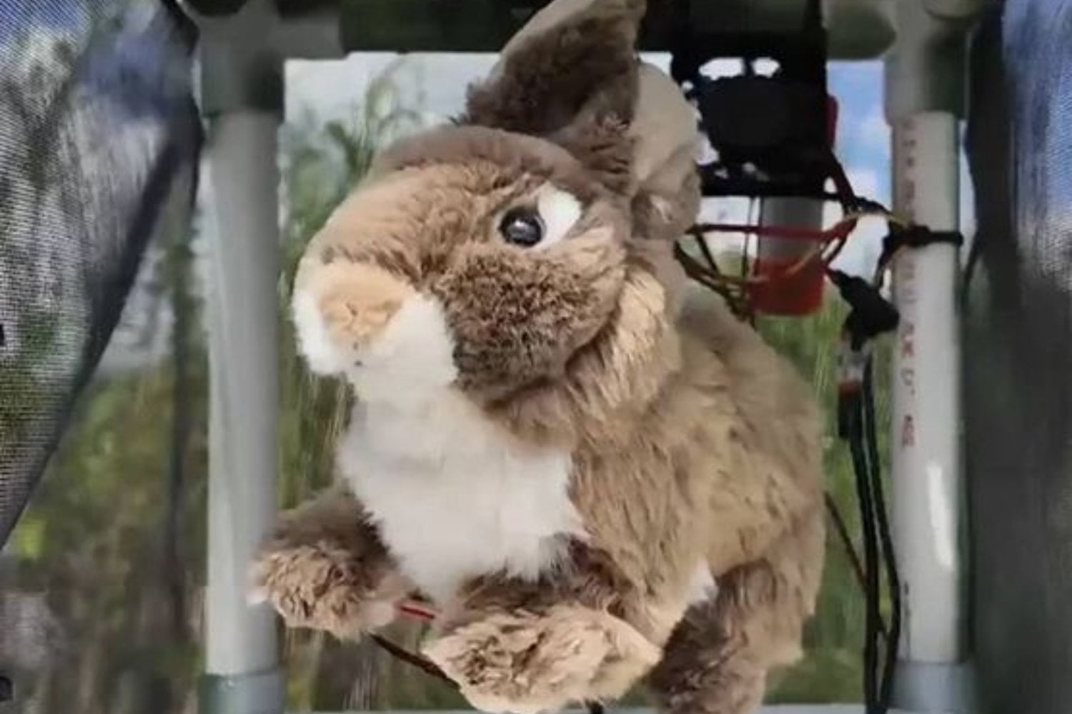 Florida lleva años perdiendo contra una serpiente imposible de encontrar. Ahora quiere darle la vuelta al juego con conejos de peluche