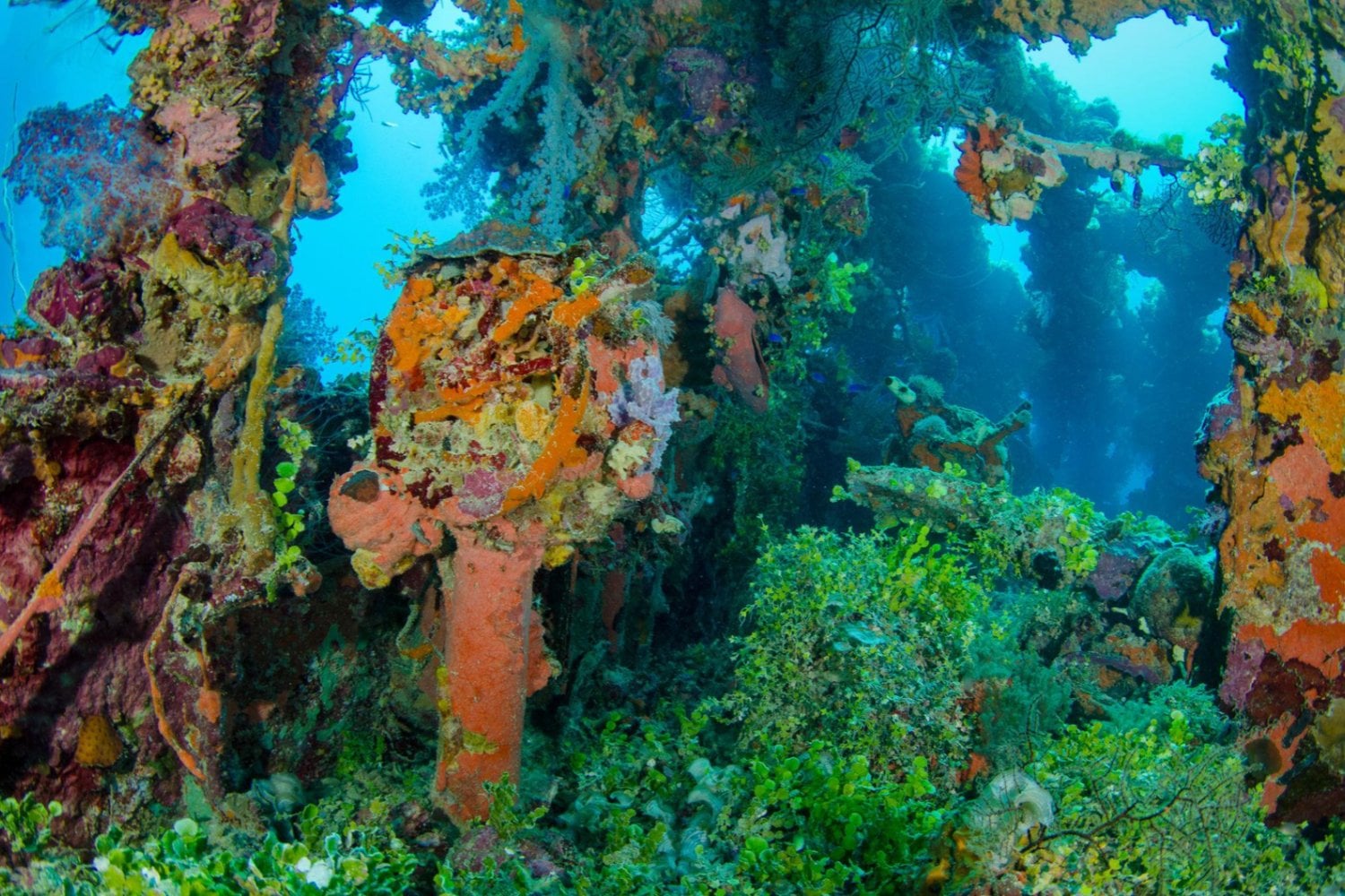 Hace 82 años, Estados Unidos hundió decenas de barcos japoneses en el Pacífico. Los científicos acaban de descubrir algo extraordinario viviendo en su combustible