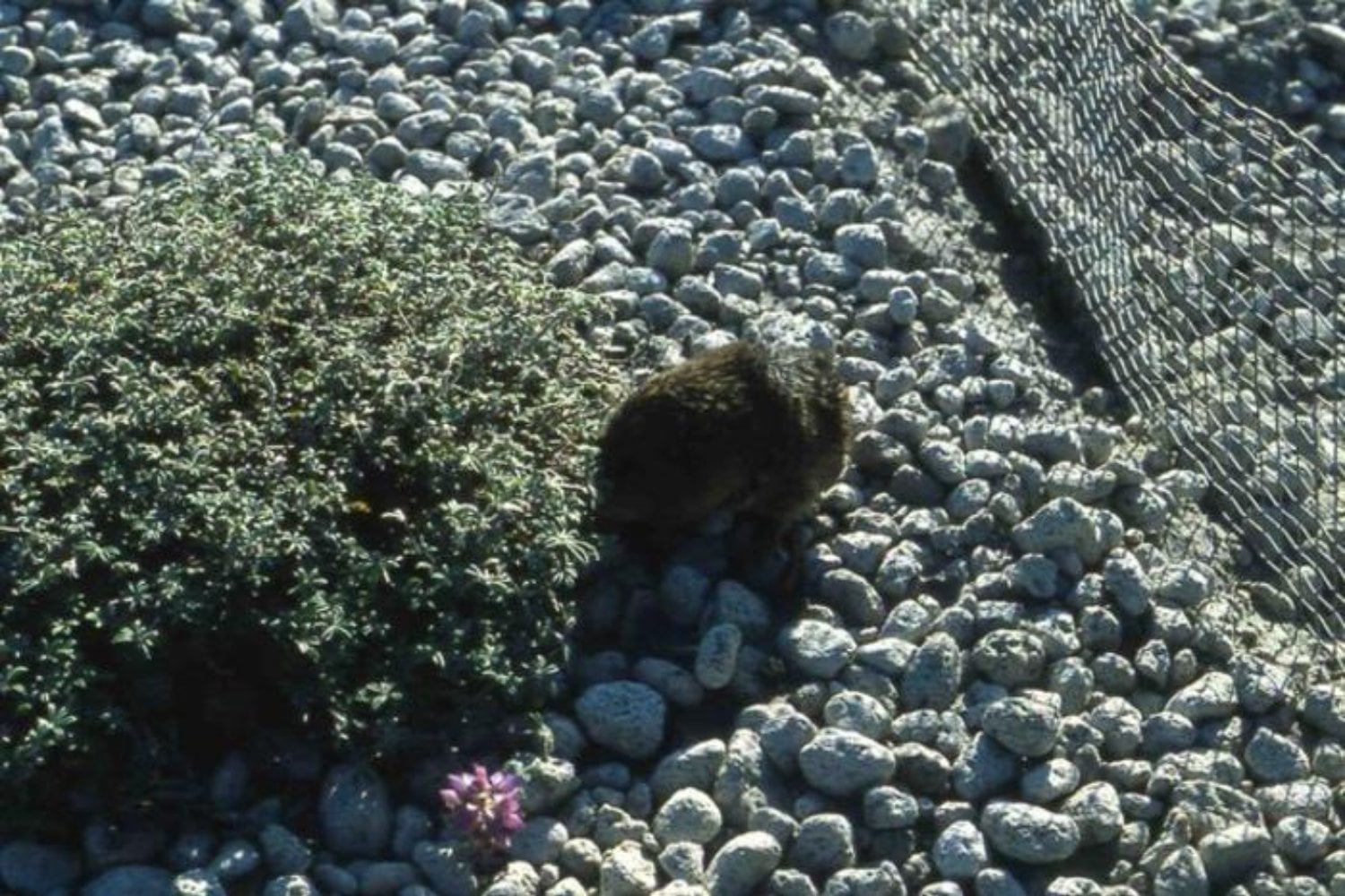 En 1983, unos científicos dejaron dos pequeños roedores durante 24 horas sobre un volcán devastado. Seis años después, encontraron 40.000 plantas creciendo donde casi no había vida