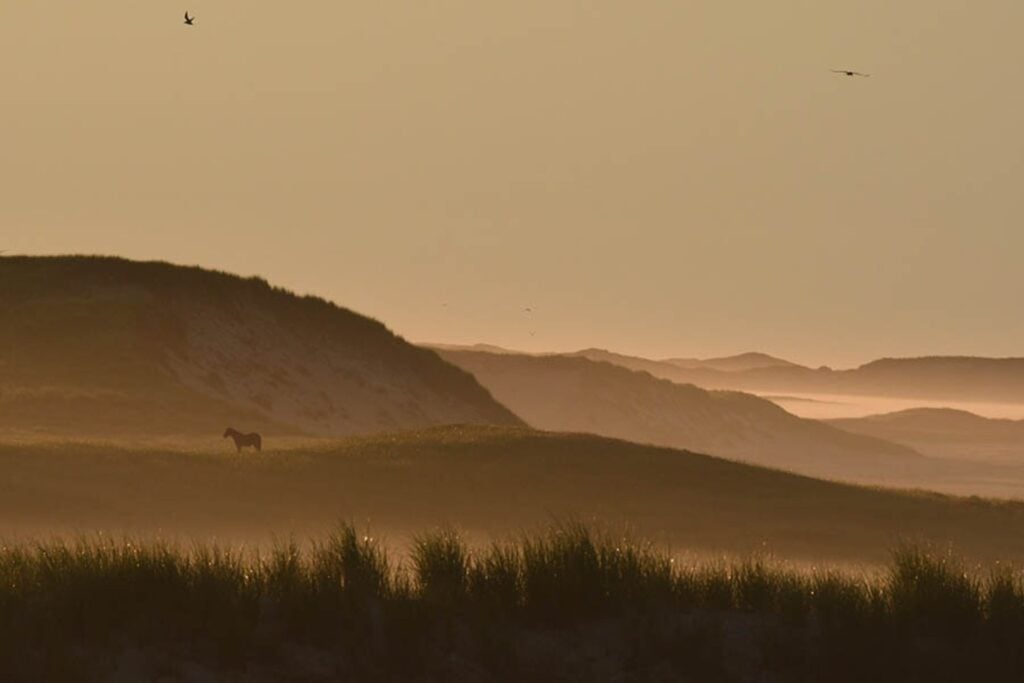 En medio del Atlántico hay una isla de niebla y caballos salvajes que parece sacada de una novela. En 1971, una estudiante llegó para dibujarlos y encontró algo que cambiaría su vida para siempre