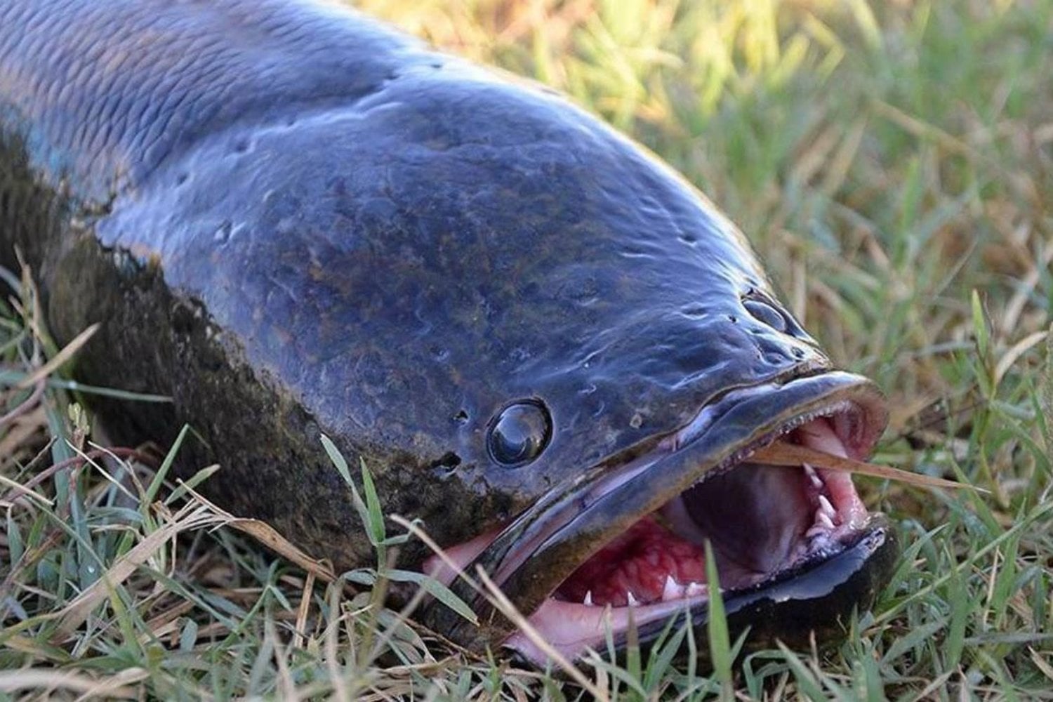 Parece una serpiente, respira fuera del agua y puede desplazarse por tierra firme. Este pez invasor acaba de aparecer en otro río de Estados Unidos