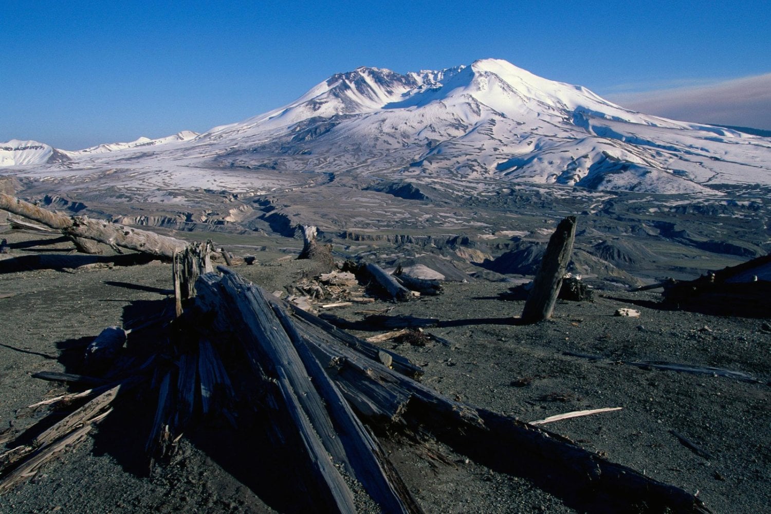 En 1983, unos científicos dejaron dos pequeños roedores durante 24 horas sobre un volcán devastado. Seis años después, encontraron 40.000 plantas creciendo donde casi no había vida