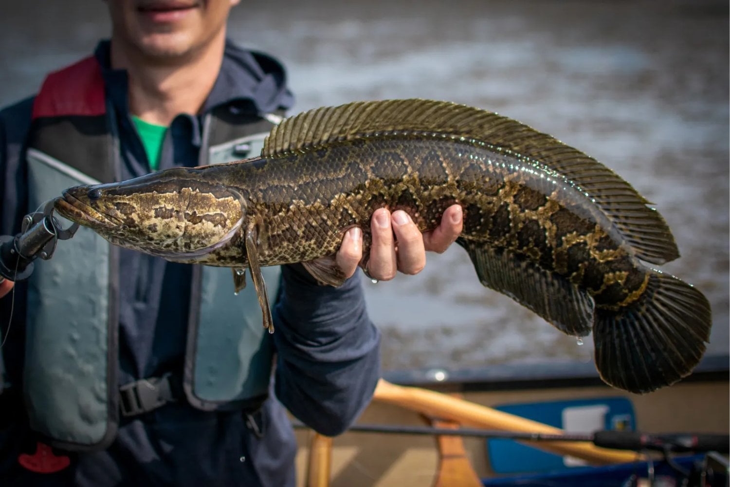 Parece una serpiente, respira fuera del agua y puede desplazarse por tierra firme. Este pez invasor acaba de aparecer en otro río de Estados Unidos