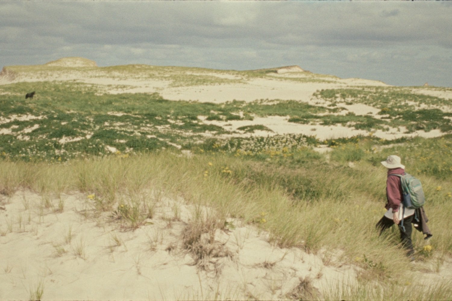En medio del Atlántico hay una isla de niebla y caballos salvajes que parece sacada de una novela. En 1971, una estudiante llegó para dibujarlos y encontró algo que cambiaría su vida para siempre