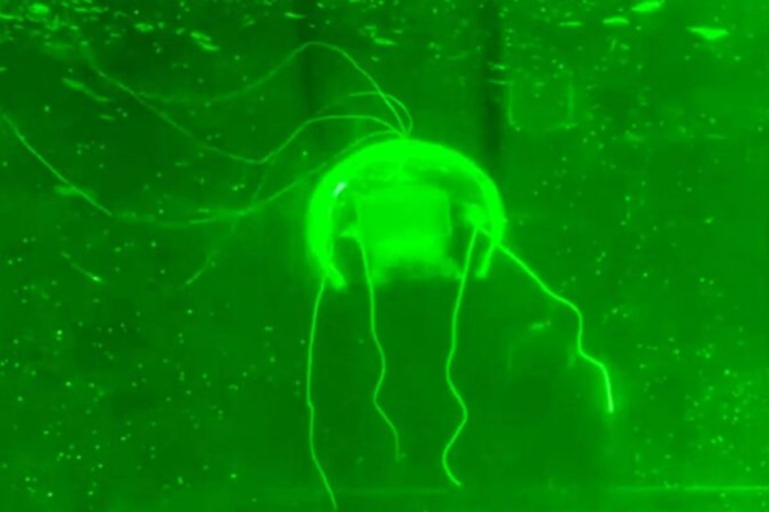 China ha creado una medusa robótica que apenas hace ruido y parece invisible bajo el agua. El verdadero problema es todo lo que podría hacer sin ser detectada