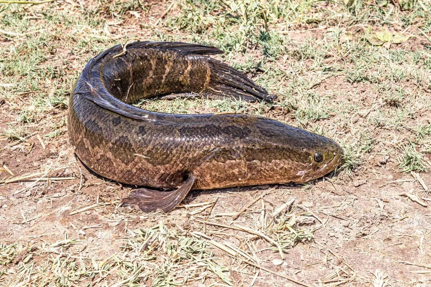 Parece una serpiente, respira fuera del agua y puede desplazarse por tierra firme. Este pez invasor acaba de aparecer en otro río de Estados Unidos