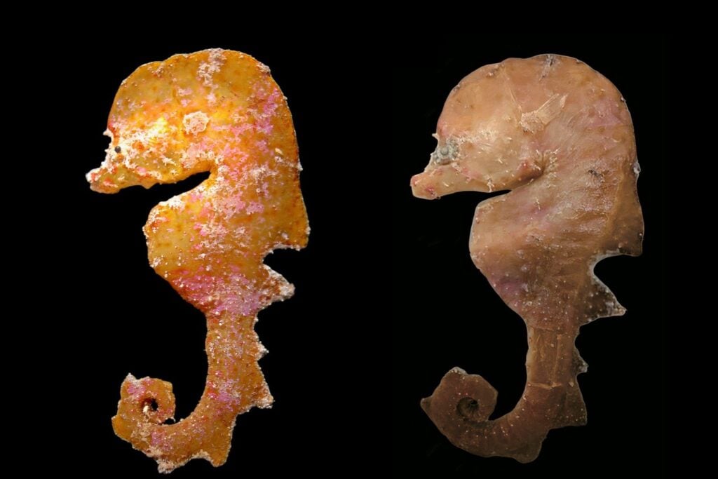 Encontraron tres extrañas criaturas marinas que parecen caballitos de mar. Lo increíble es que nadie las ha visto vivas y ni siquiera son caballitos de mar