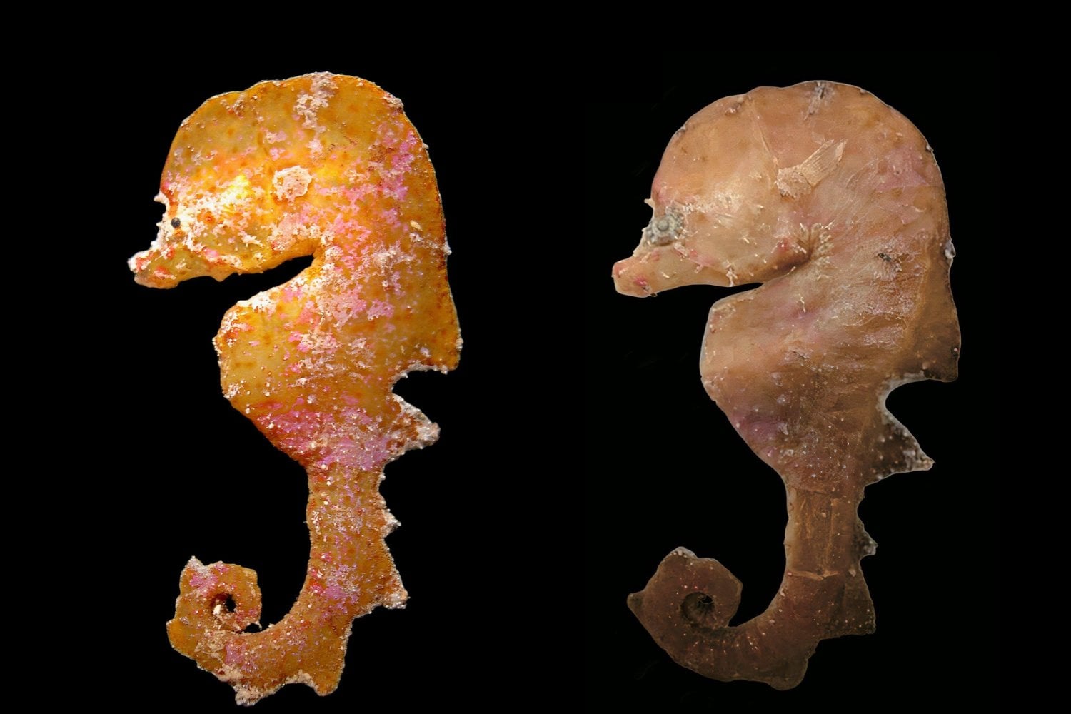 Encontraron tres extrañas criaturas marinas que parecen caballitos de mar. Lo increíble es que nadie las ha visto vivas y ni siquiera son caballitos de mar