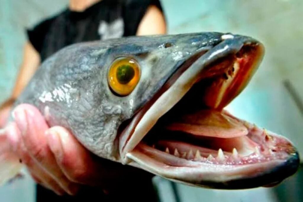Parece una serpiente, respira fuera del agua y puede desplazarse por tierra firme. Este pez invasor acaba de aparecer en otro río de Estados Unidos