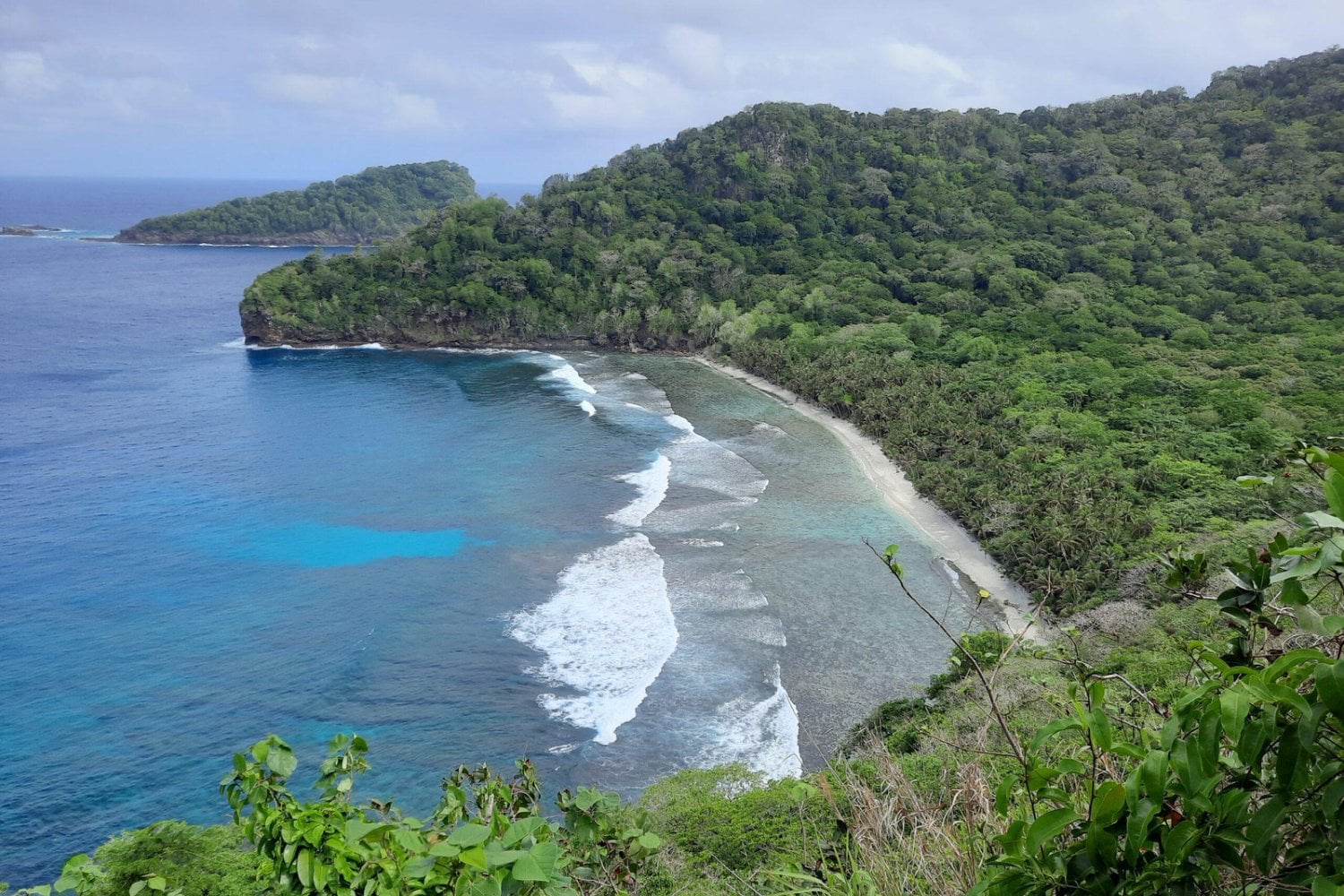 Una isla de Samoa eliminó las ratas y los cerdos invasores. Solo un año después, la naturaleza está haciendo algo que parecía imposible