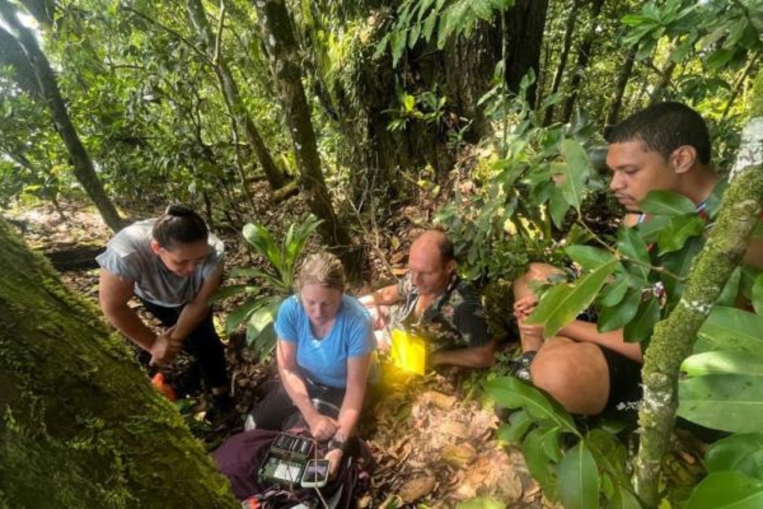 Una isla de Samoa eliminó las ratas y los cerdos invasores. Solo un año después, la naturaleza está haciendo algo que parecía imposible