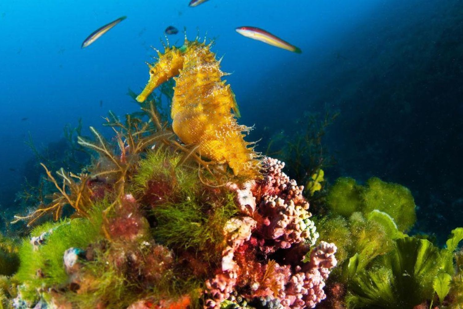 Los caballitos de mar están desapareciendo del Mediterráneo. En Baleares llevan cuatro años criando cientos de ellos y ahora están consiguiendo devolverlos al océano