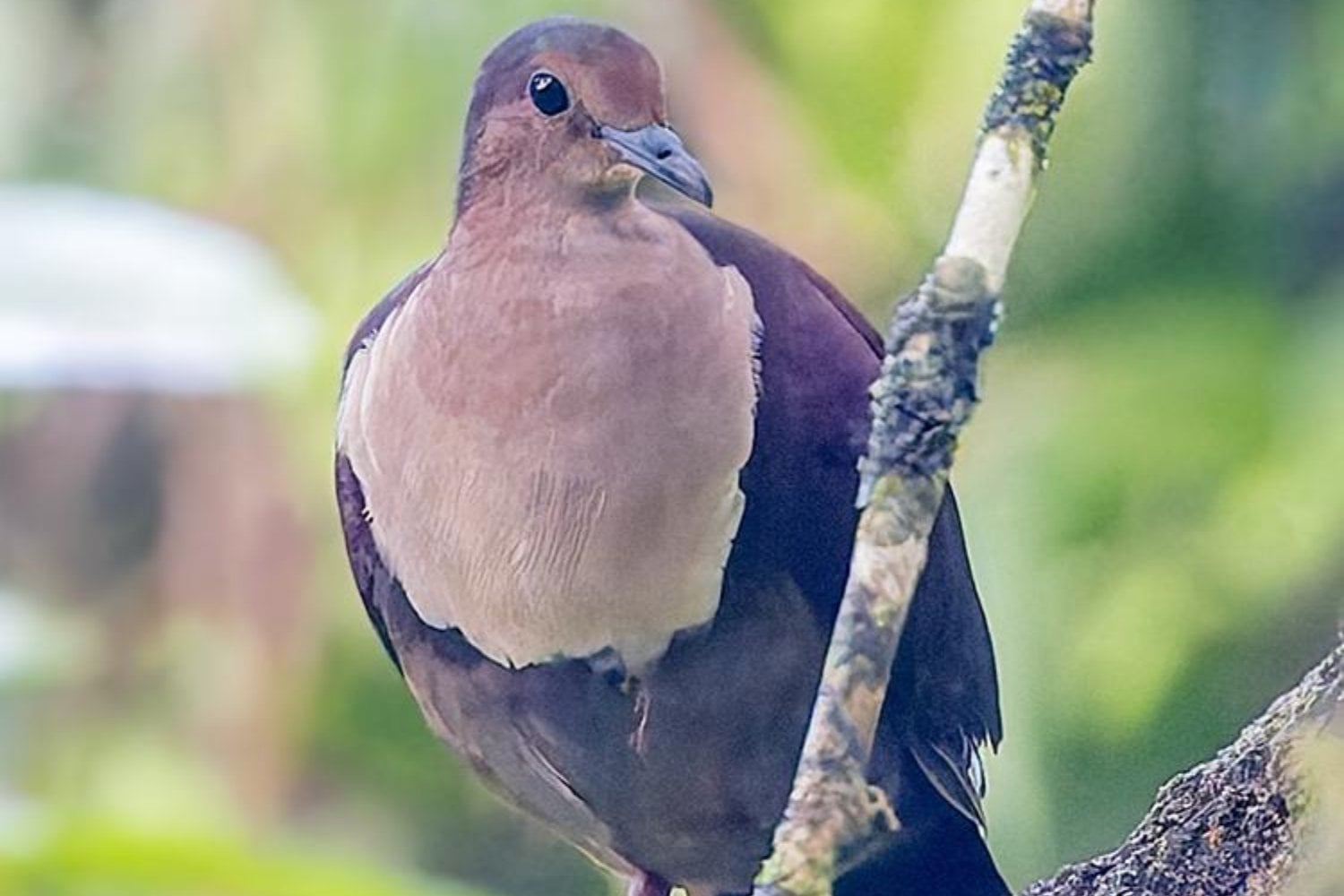 Una isla de Samoa eliminó las ratas y los cerdos invasores. Solo un año después, la naturaleza está haciendo algo que parecía imposible