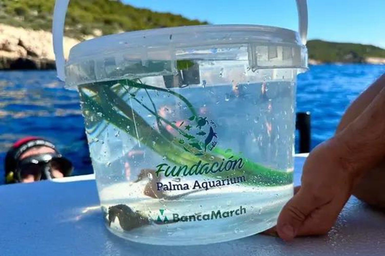 Los caballitos de mar están desapareciendo del Mediterráneo. En Baleares llevan cuatro años criando cientos de ellos y ahora están consiguiendo devolverlos al océano