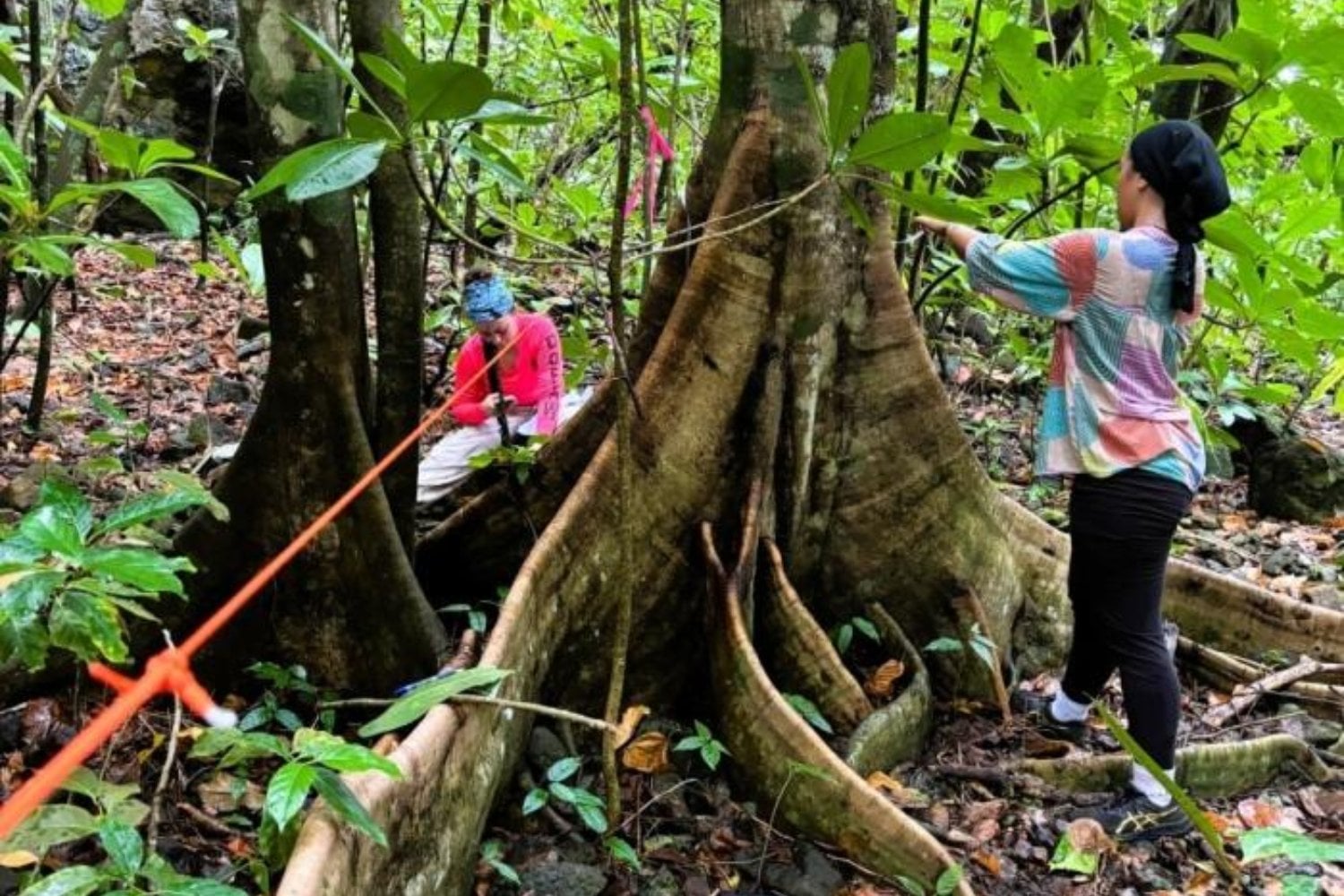 Una isla de Samoa eliminó las ratas y los cerdos invasores. Solo un año después, la naturaleza está haciendo algo que parecía imposible