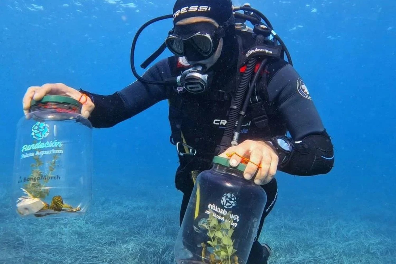 Los caballitos de mar están desapareciendo del Mediterráneo. En Baleares llevan cuatro años criando cientos de ellos y ahora están consiguiendo devolverlos al océano