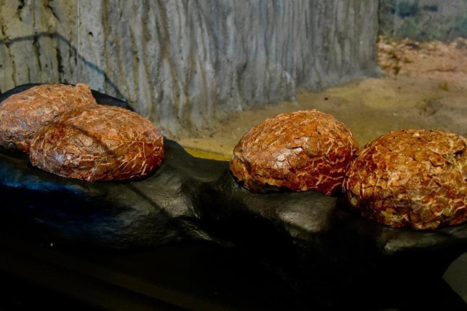 En España encontraron huevos de dinosaurio de hace 72 millones de años y descubrieron algo insólito. Dos tipos diferentes estaban enterrados en el mismo lugar