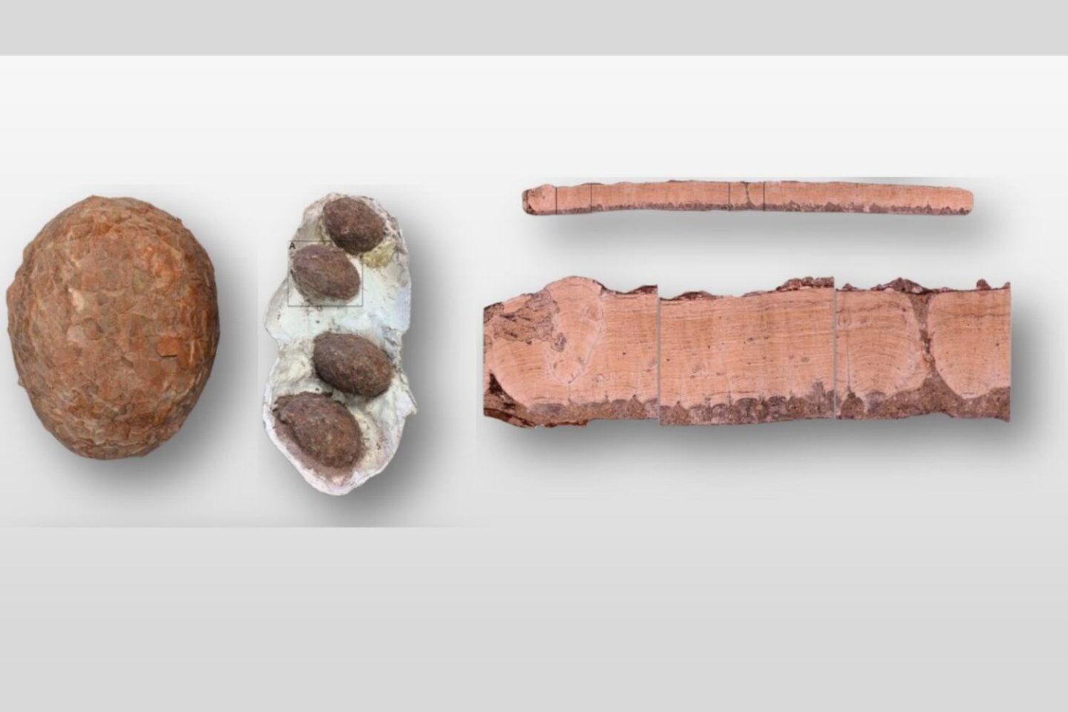 En España encontraron huevos de dinosaurio de hace 72 millones de años y descubrieron algo insólito. Dos tipos diferentes estaban enterrados en el mismo lugar